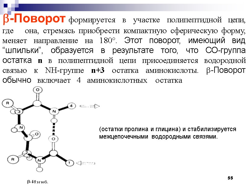 55 -Поворот   формируется   в   участке   полипептидной